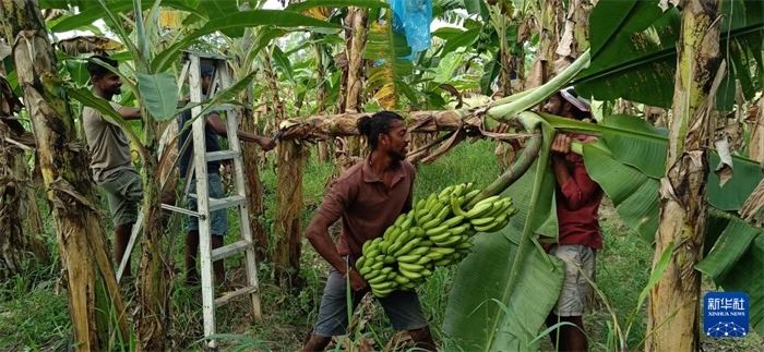 12月28日，在斯里蘭卡馬坎杜拉，當?shù)剞r(nóng)民收獲香蕉。新華社發(fā)（中國、聯(lián)合國糧農(nóng)組織與斯里蘭卡南南合作項目專家組供圖）
