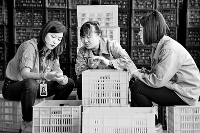 為拓展柿子產(chǎn)業(yè)發(fā)展新途徑，在陜西富平淡村鎮(zhèn)，歸國留學(xué)生王薇參與創(chuàng)建了一座柿酒酒莊。新華社發(fā)