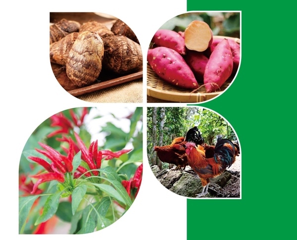 天等縣名特優(yōu)農產品。主辦方供圖