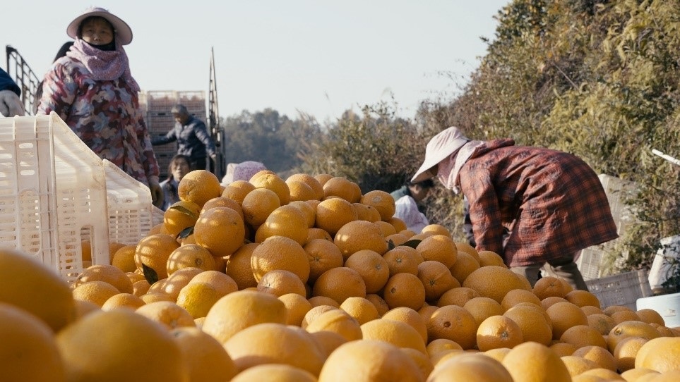 贛南臍橙喜獲豐收。人民網(wǎng)記者 張力洋攝