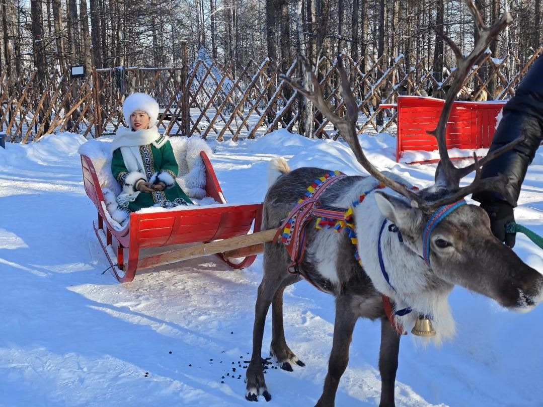 游客體驗(yàn)馴鹿拉雪橇。人民網(wǎng)記者 苗陽(yáng)攝