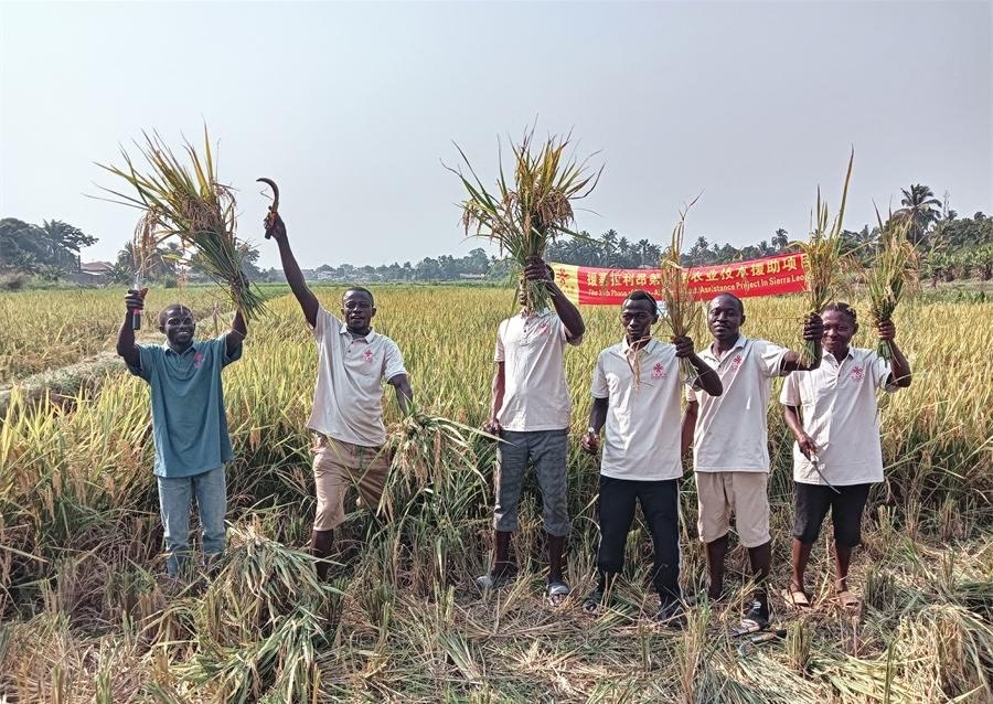 當(dāng)?shù)卮迕裾故窘衲甑乃痉N植成果。中國(guó)援塞農(nóng)業(yè)專(zhuān)家組供圖