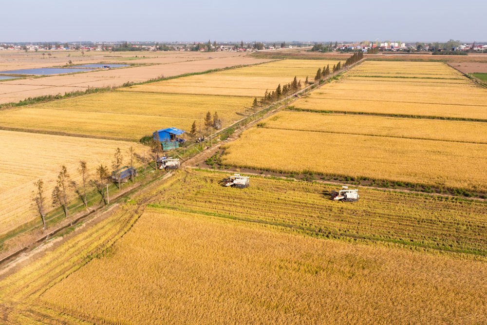 2024年11月1日，在湖南華容縣團(tuán)洲垸，村民駕駛收割機(jī)收獲水稻（無(wú)人機(jī)照片）。新華社記者陳思汗 攝