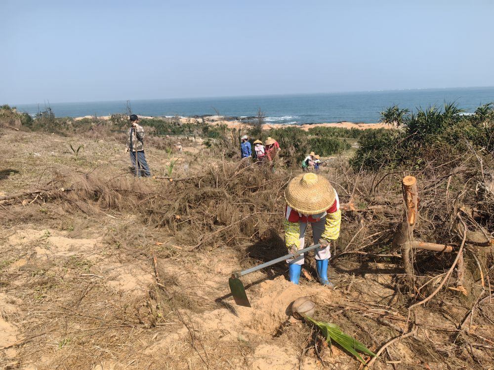 2025年1月19日，在海南文昌市，工人正在修復(fù)海岸防風(fēng)林。新華社記者吳茂輝 攝