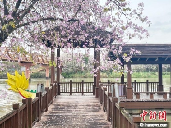 3月7日，廣州海珠國家濕地公園宮粉紫荊花海吸引游人。中新社記者 許青青 攝