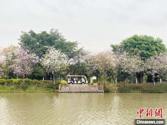 3月7日，廣州海珠國家濕地公園宮粉紫荊花海吸引游人。中新社記者 許青青 攝