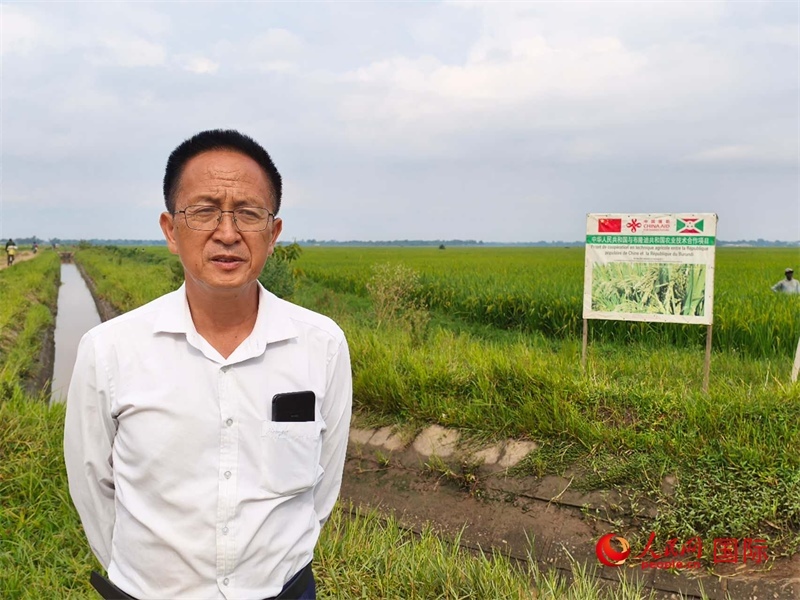 專家組組長楊華德在水稻田間地頭。 人民網(wǎng)記者 黃培昭攝