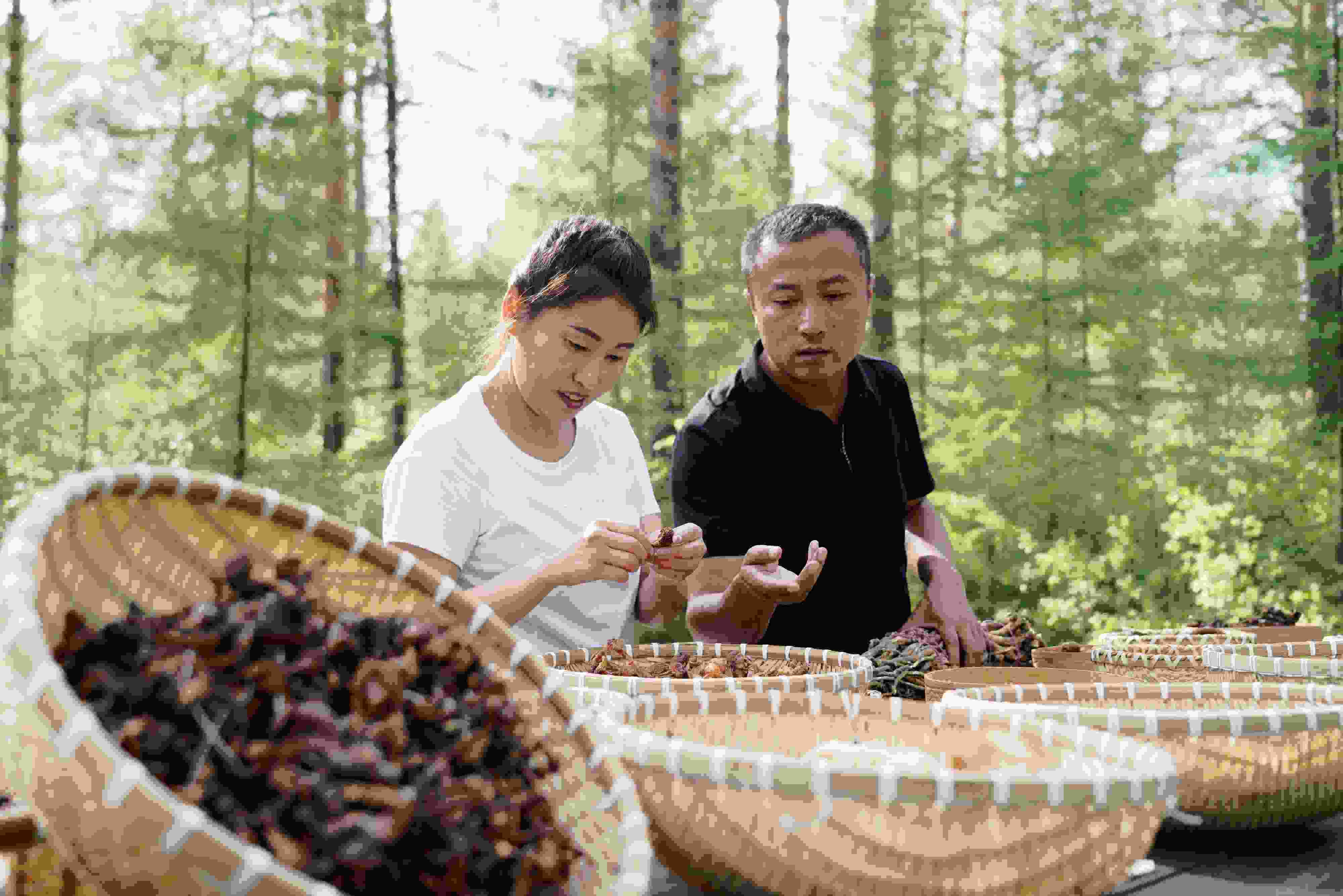 2024年8月6日，黑龍江漠河林場員工正在分揀采集來的林下產(chǎn)品。