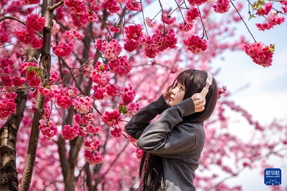 ?3月14日，一名女子在昆明圓通山公園的櫻花樹(shù)下留影。