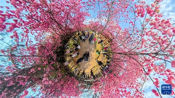 ?3月14日，人們?cè)诶ッ鲌A通山公園觀賞櫻花（全景照片）。