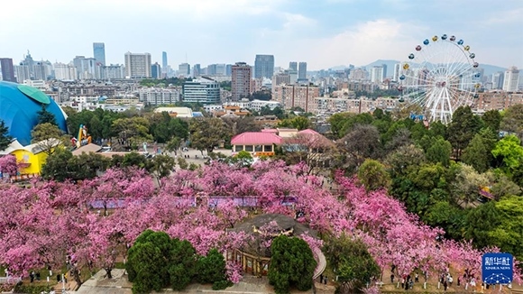 ?昆明圓通山公園里盛開(kāi)的櫻花（無(wú)人機(jī)照片，3月14日攝）。