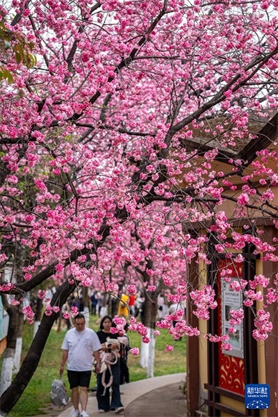 ?昆明圓通山公園里盛開(kāi)的櫻花（3月14日攝）。
