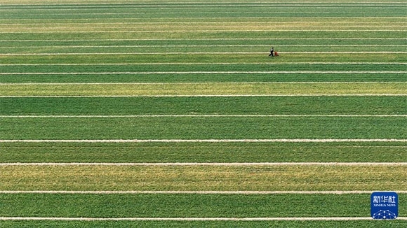 3月14日，在菏澤市鄆城縣潘渡鎮(zhèn)，農(nóng)民在麥田里施肥（無人機(jī)照片）。