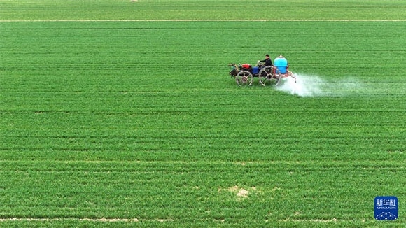 3月14日，在菏澤市鄆城縣郭屯鎮(zhèn)，農(nóng)民在麥田里噴灑除草劑（無人機(jī)照片）。