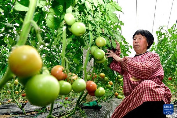 3月13日，在菏澤市鄆城縣張營街道，農(nóng)民在設(shè)施大棚里打理西紅柿。