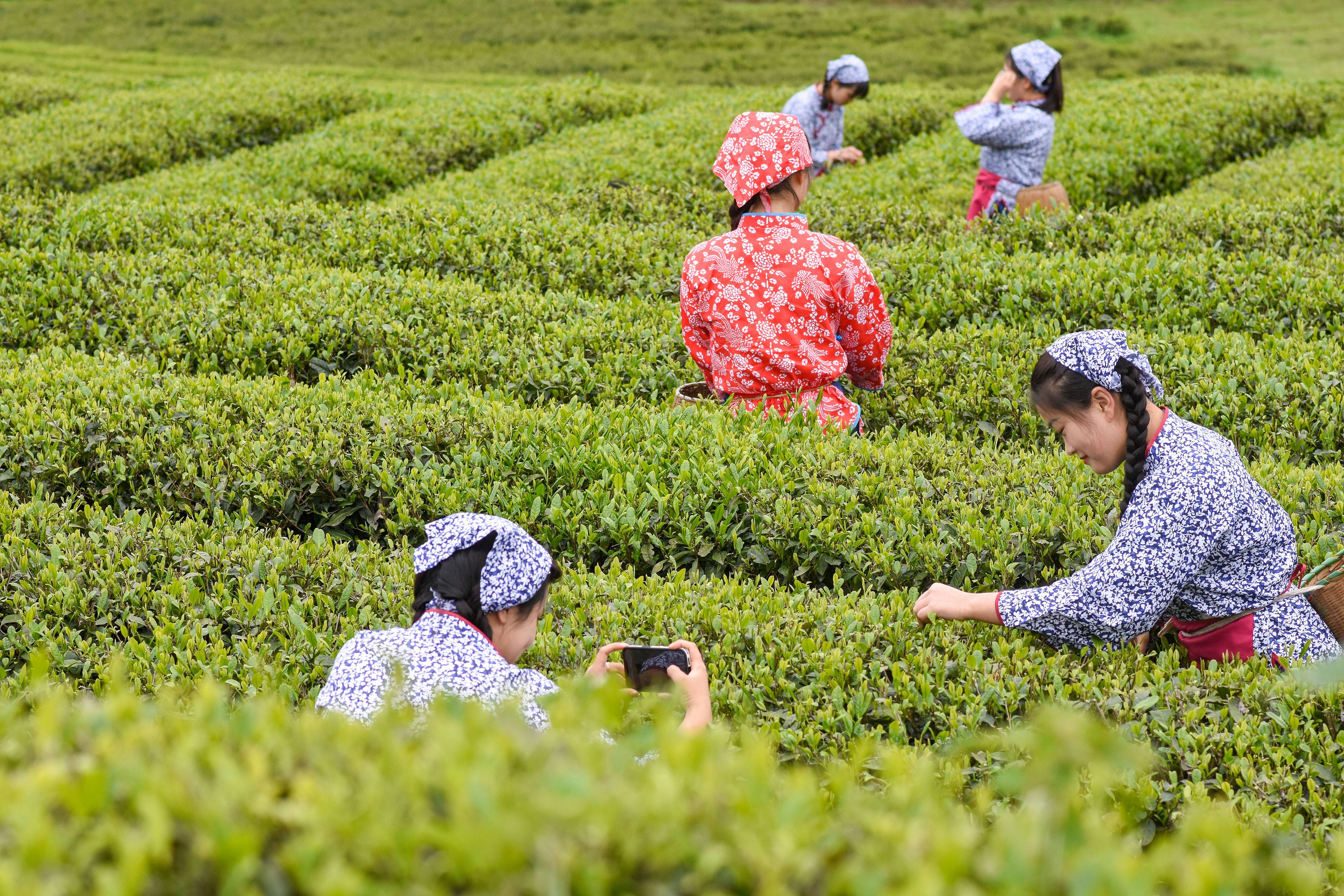2023年4月6日，游客在貴州省銅仁市江口縣怒溪鎮(zhèn)駱象村生態(tài)茶園體驗(yàn)采茶樂(lè)趣。