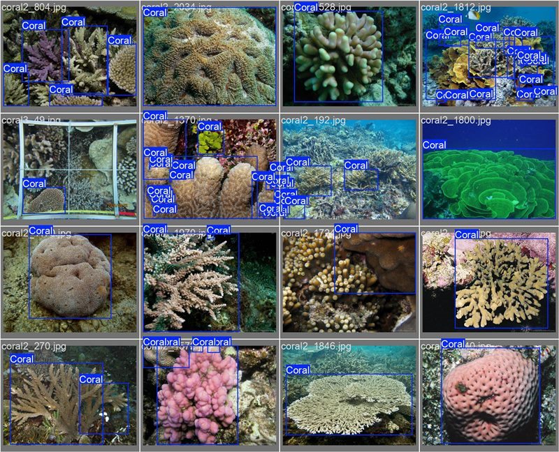 南海珊瑚識(shí)別。阿里云供圖