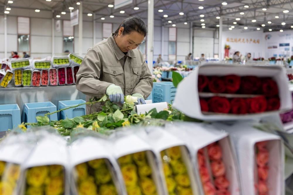 △近日，工作人員在云南麗江現(xiàn)代花卉產(chǎn)業(yè)園包裝鮮花。