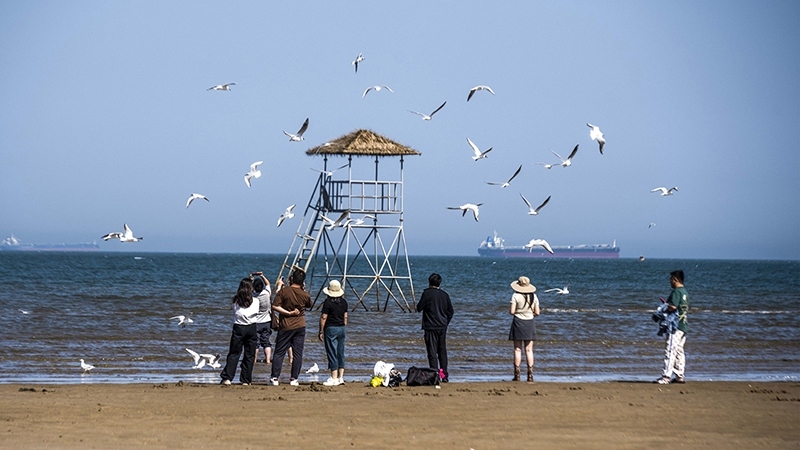 2024年5月12日，河北秦皇島，北戴河鴿子窩公園成群海鷗在天空中自由翱翔，與大海、藍(lán)天構(gòu)成了一幅美麗的畫卷。