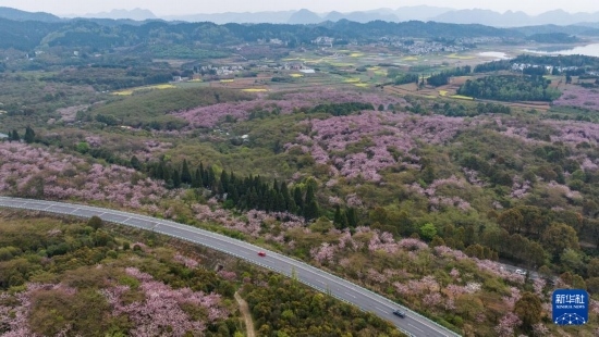 清鎮(zhèn)市紅楓湖鎮(zhèn)右二村旁的道路與花海相映（4月5日攝，無(wú)人機(jī)照片）。