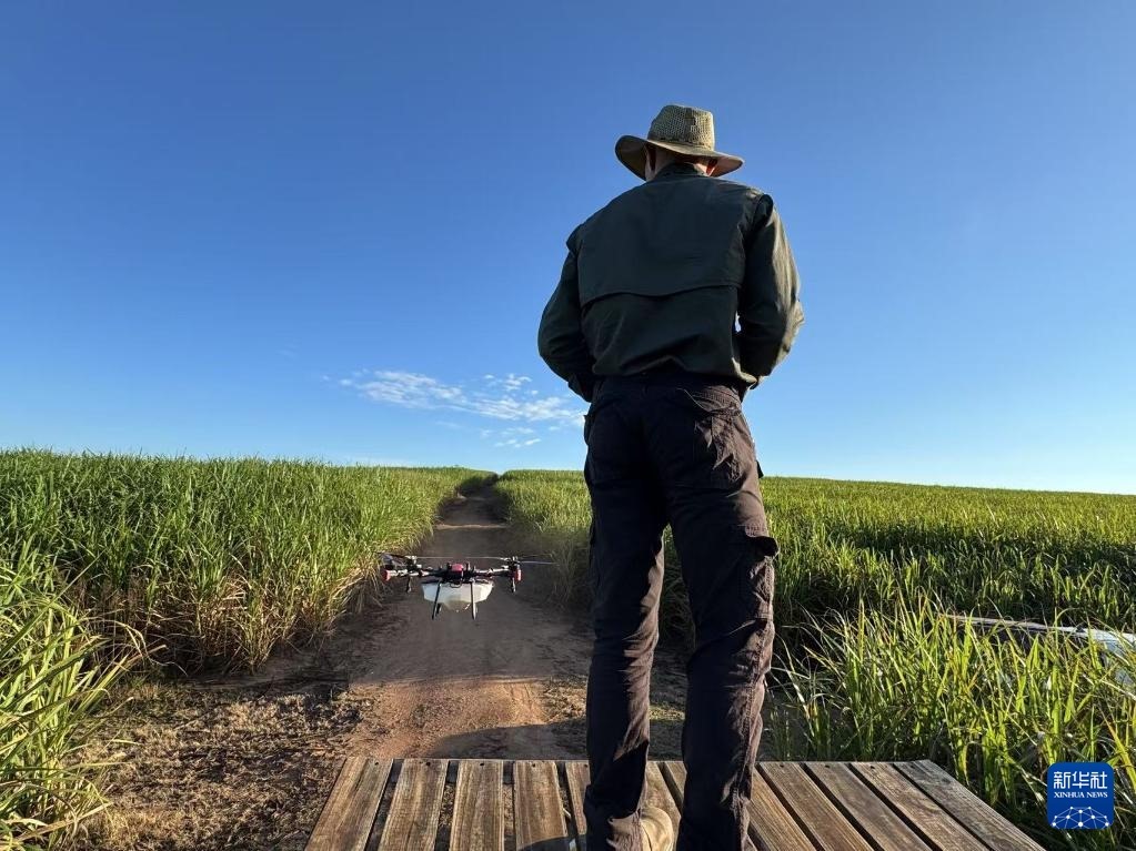 3月25日，在南非夸祖魯-納塔爾省的方廷希爾莊園，飛手操縱無人機為甘蔗林噴灑藥劑。新華社記者 白舸 攝