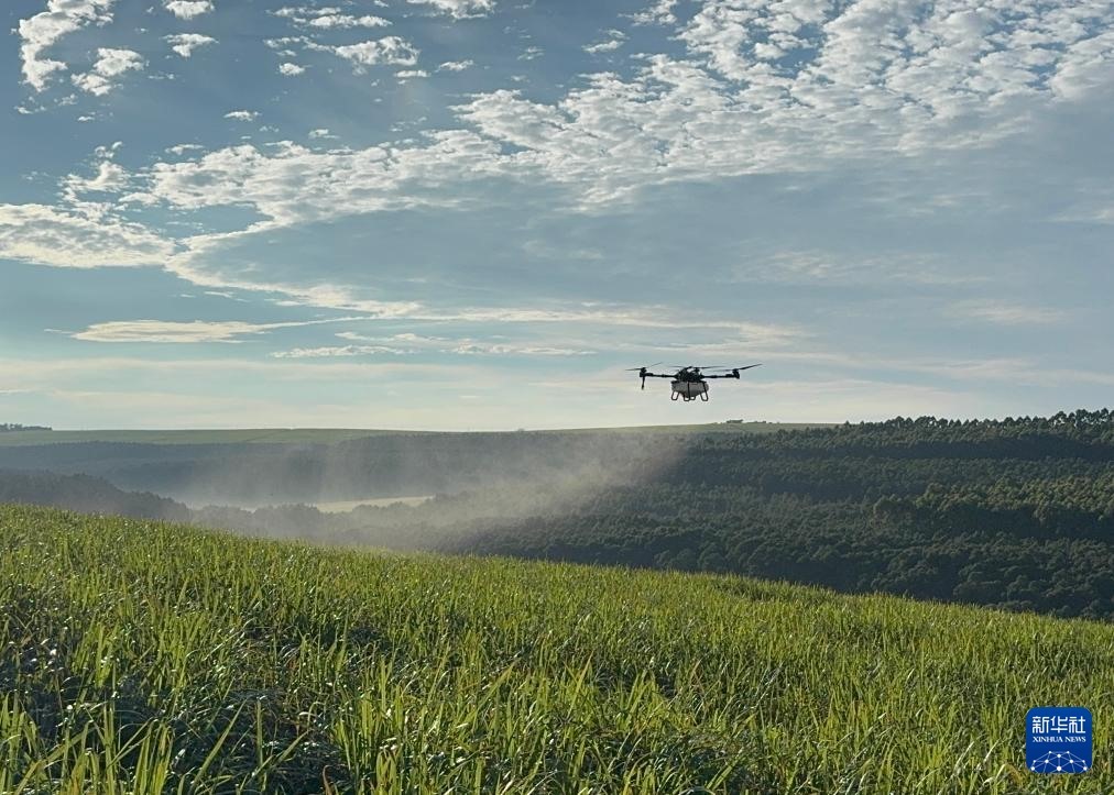 3月25日，在南非夸祖魯-納塔爾省的方廷希爾莊園，中國農(nóng)用無人機為甘蔗林噴灑殺菌劑。新華社記者 白舸 攝