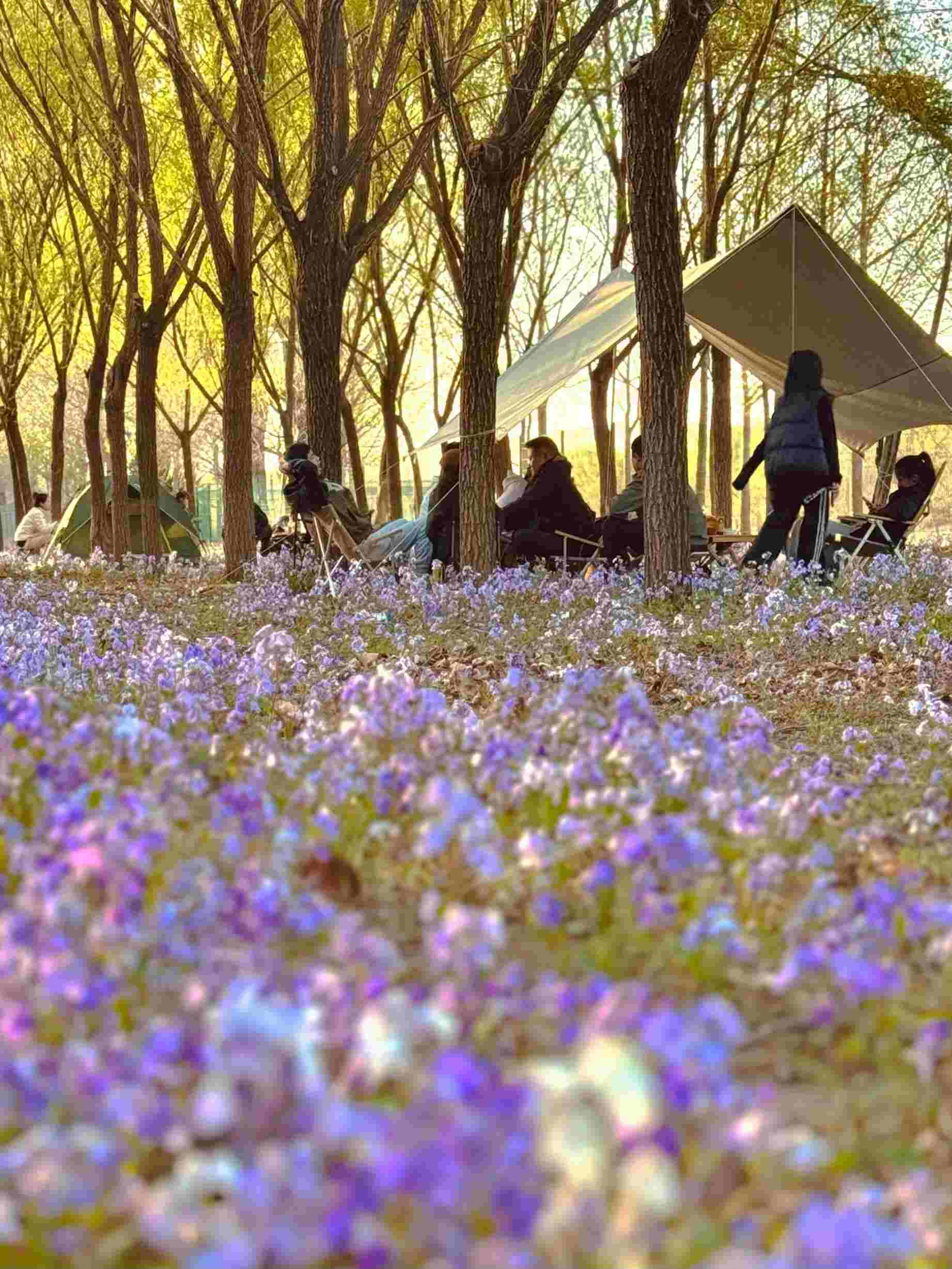 清明假期期間，范女士一家在北京溫榆河邊露營。受訪者供圖