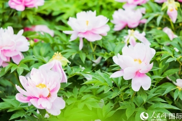 洛陽國家牡丹園牡丹盛開。 人民網(wǎng)記者 魯揚攝