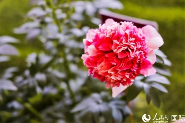 洛陽國家牡丹園牡丹盛開。 人民網(wǎng)記者 魯揚攝
