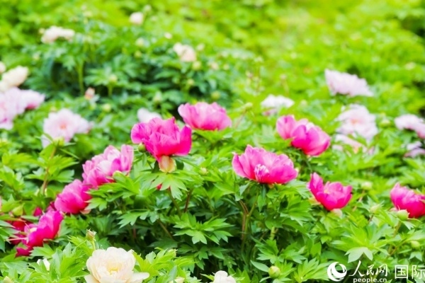 洛陽國家牡丹園牡丹盛開。 人民網(wǎng)記者 魯揚攝