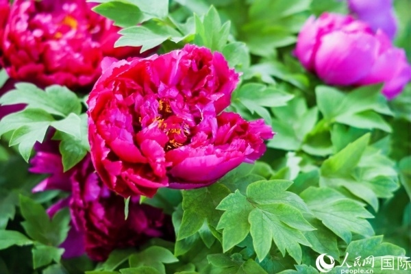 洛陽國家牡丹園牡丹盛開。 人民網(wǎng)記者 魯揚攝