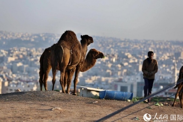 約旦首都阿曼街頭的駱駝。人民網(wǎng) 納達爾·達烏德攝