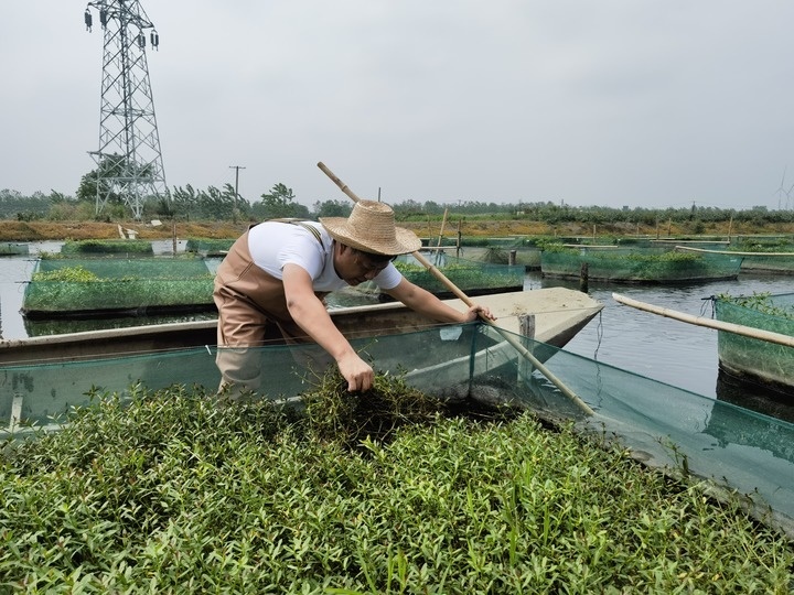 陳樹在湖北省仙桃市剅河鎮(zhèn)余腦村黃鱔繁育基地觀察黃鱔長勢(shì)。新華社記者宋立崑 攝