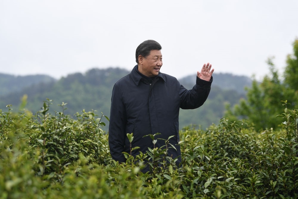 2020年4月21日，習(xí)近平總書記來到陜西安康市平利縣老縣鎮(zhèn)，在茶園考察脫貧攻堅(jiān)情況。新華社記者 燕雁 攝