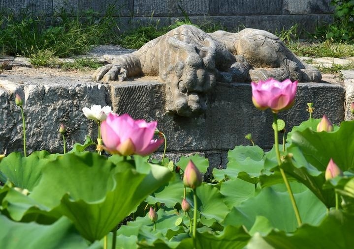 萬寧橋位于北京地安門外大街中部、什剎海東岸，是北京中軸線上最古老的橋梁，至今已有700多年歷史。近年來，北京市持續(xù)為萬寧橋“瘦身減負”，橋體風(fēng)貌得以完整展現(xiàn)，方便游客走近欣賞，深入了解古橋承載的價值和內(nèi)涵。這是2023年7月18日拍攝的北京萬寧橋橋東的鎮(zhèn)水獸。